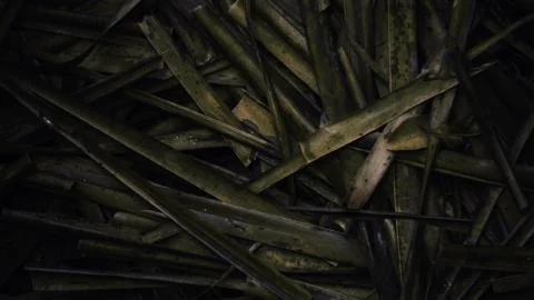 Coconut Leaves Pile Up Stacking Stock Photos
