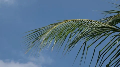 Coconut leaves waved in the wind with a blue sky background Stock Footage 297265077