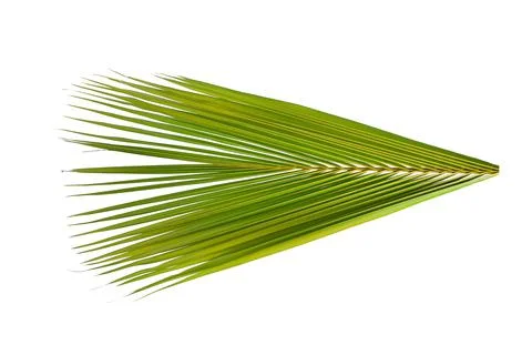Coconut leaves white background Stock Photos