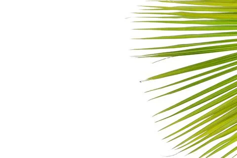 Coconut leaves white background Stock Photos