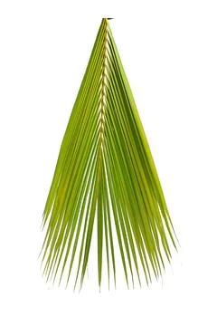 Coconut leaves white background Stock Photos