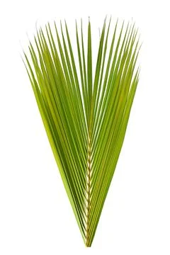 Coconut leaves white background Stock Photos