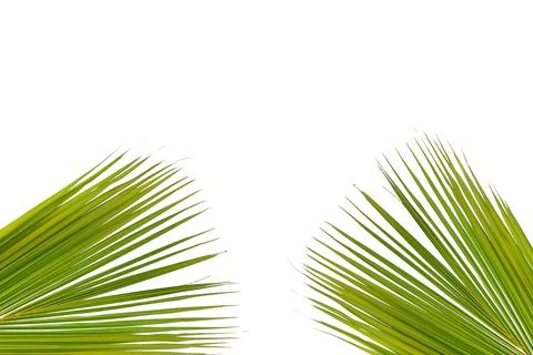 Coconut leaves white background Stock Photos