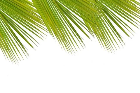 Coconut leaves white background Stock Photos