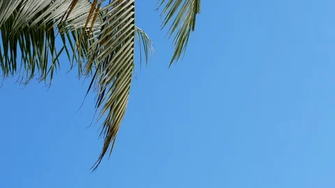 Coconut leaves wind blue sky background close up Stock Footage 113897111
