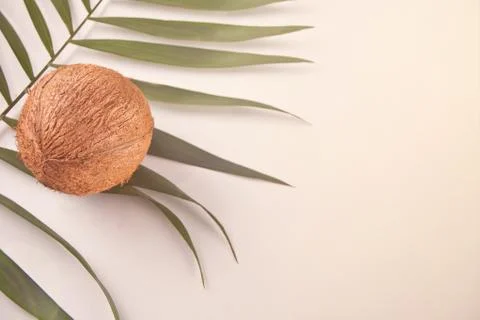 Coconut on the light background on the palm leaf Fotos Stock