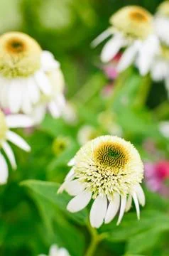 Coconut lime coneflower Stock Photos