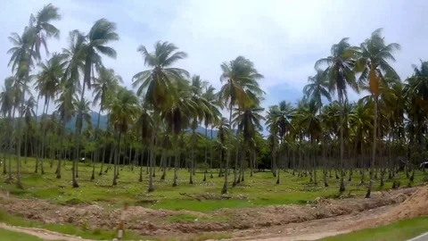 Coconut-lined Countryside Road Scene at Palawan Philippines HD Stock Footage