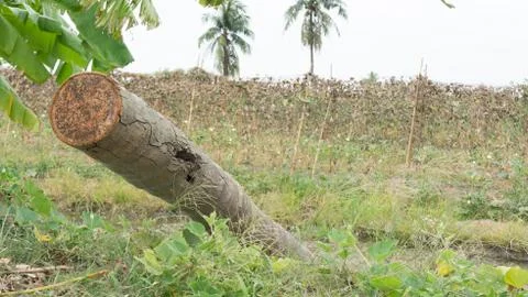 Coconut log Stock Photos