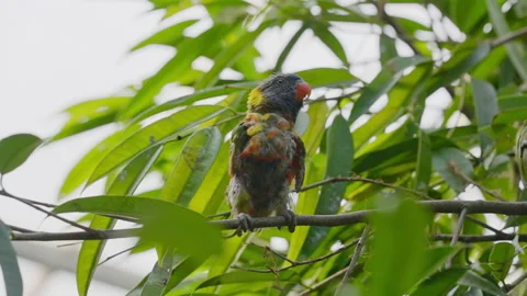 Coconut Lorikeet Chick Perching On Branch In Tree Stock Footage 168767685