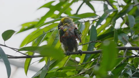 Coconut Lorikeet Chick Perching On Branch In Tree, Preening Stock Footage 168767827