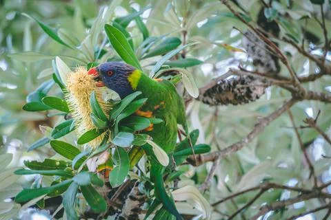 Coconut lorikeet eating while perching on the tree Stock Photos