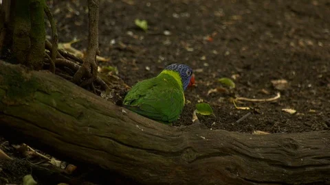 Coconut lorikeet eats a made worm Stock Footage 117729116