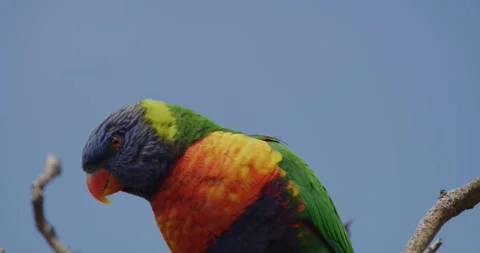Coconut Lorikeet Parrot, Exit Frame Stock Footage 329337243