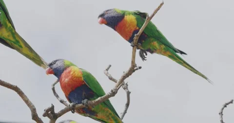 Coconut Lorikeet Parrot Flock Resting in Tree Stockbeeldmateriaal 329336718
