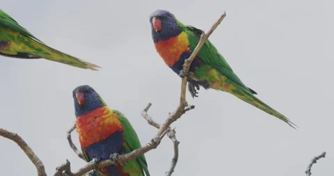 Coconut Lorikeet Parrot Scratching Its Beak Video stock 329337041