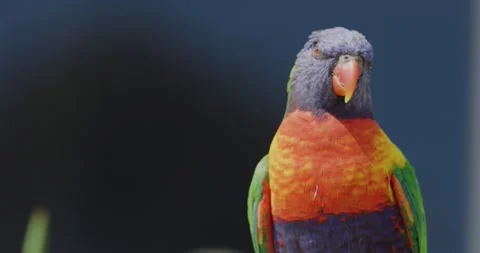 Coconut Lorikeet Parrots,  Close Up Stock Footage 329338665
