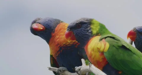 Coconut Lorikeet Parrots Resting in Tree Canopy 스톡 동영상 329338664
