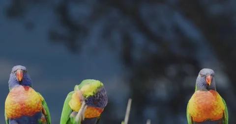 Coconut Lorikeet Parrots,  Scratching with Foot 스톡 동영상 329338739