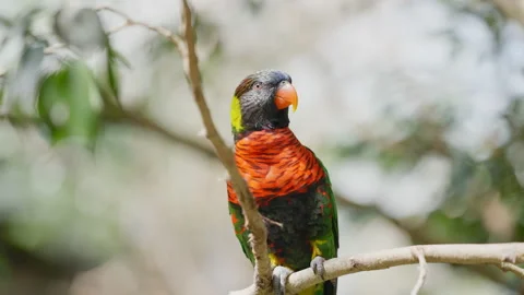 Coconut Lorikeet Perching On Branch In Tree Stock-Footage 168767581