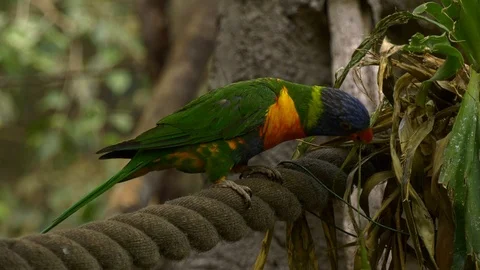 Coconut lorikeet sitting on a rope Stock Footage 117731470