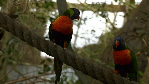 Coconut lorikeets Stock Footage 117729160