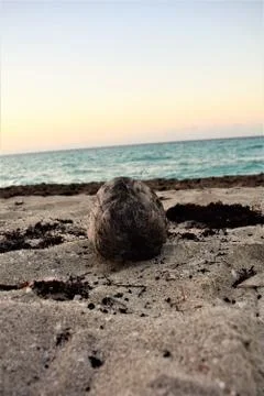A coconut lying on the beach Stock Photos