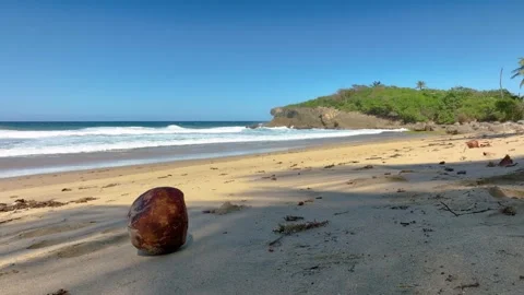 Coconut lying in the shadows of a palm tree on a Puerto Rico beach. Video stock 267734241