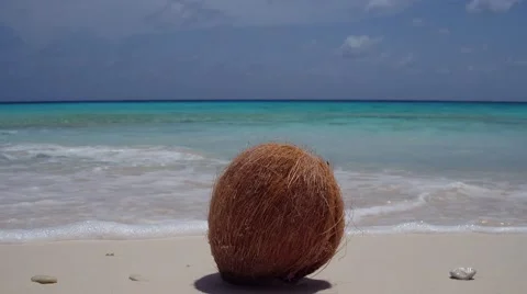Coconut lying on white sandy beach on tropical island Klein Curacao Stock-Footage 67381539