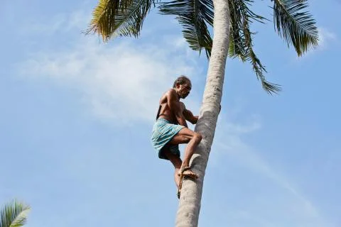Coconut man 写真素材