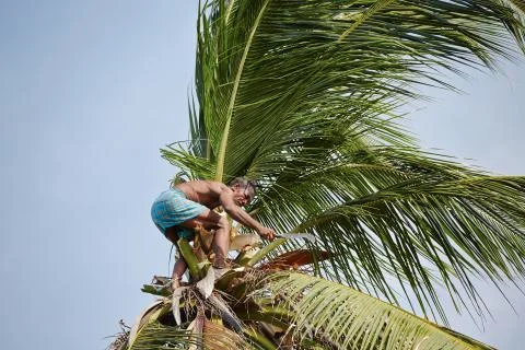 Coconut man Stock-Fotos