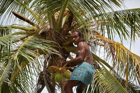 Coconut man Stock Photos