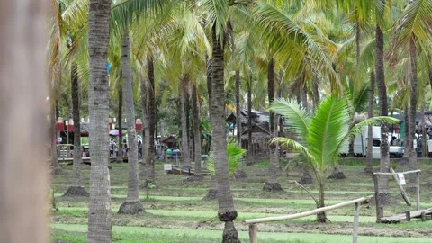 Coconut Market Stock Footage 295471699