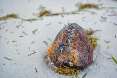 Coconut in mussels on the sand ejected by the waves on the white sand. Stock Photos