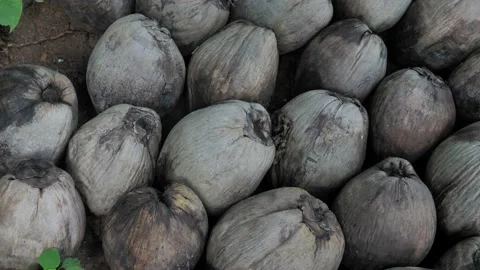 Coconut for nursery, Coconut sprout tree, dry coconut Stock Footage 140764849