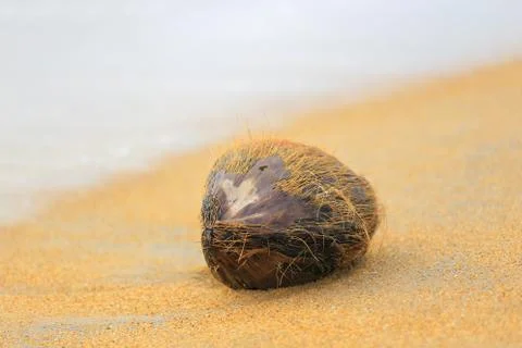Coconut on the ocean beach Photos