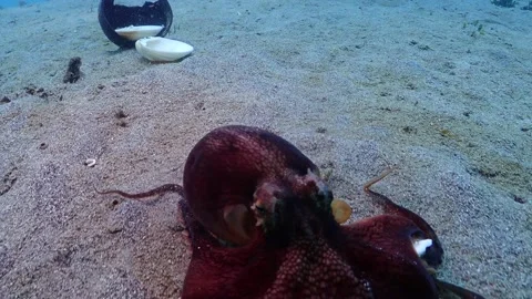Coconut Octopus 4K Video stock 141098779