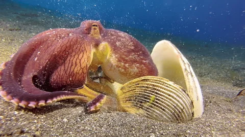 Coconut octopus almost completely hidden between three clam shells. Comes Video stock 243624635