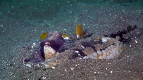 Coconut Octopus (Amphioctopus marginatus) 動画素材 71795953