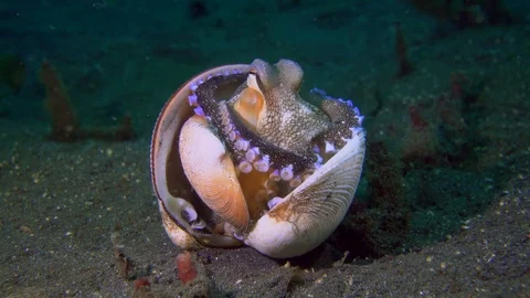 Coconut Octopus (Amphioctopus marginatus) Stock Footage 72119588