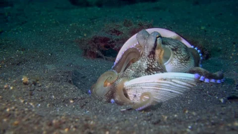 Coconut Octopus (Amphioctopus marginatus) 動画素材 72120713