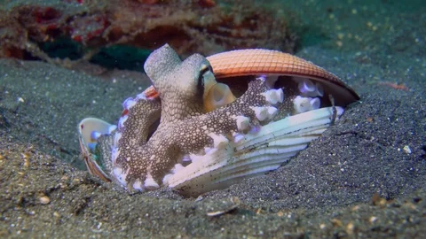 Coconut Octopus (Amphioctopus marginatus) 動画素材 72123469