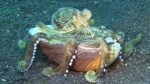 Coconut octopus (Amphioctopus marginatus) is making house from shells Stock-Footage 90800129