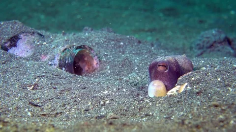 Coconut Octopus (Amphioctopus marginatus) next to a bottle in the sand Stock Footage 71831025