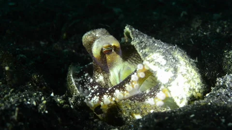 Coconut Octopus in between shells, in the seafloor, throwing out sand Stock Footage 59697534