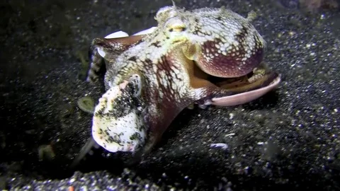 Coconut octopus    is bilding house from shells Lembeh strait Indonesia Vidéo 79303296