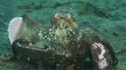Coconut Octopus Carrying Shells Stock Footage 40348998