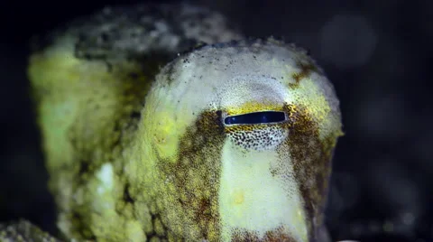 Coconut Octopus, close up eyes Stock Footage 59667505