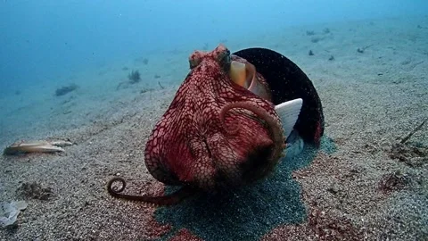 Coconut octopus digests HD Stock Footage 162954626