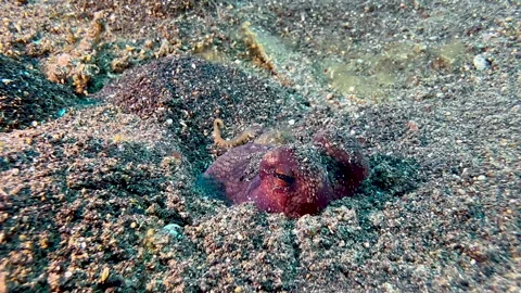 Coconut octopus disappears from seabed by digging in into dark sand. Stock-Footage 247984015